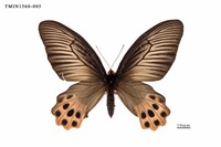 藏品(曙鳳蝶)的圖片